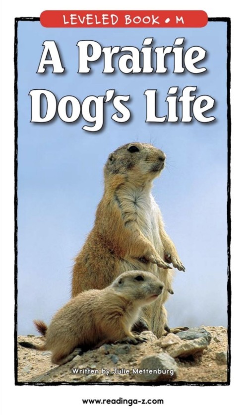 A prairie dog's life - Raz M⑤