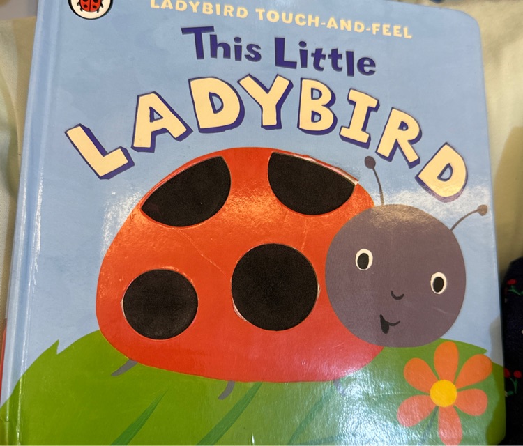 This little lady bird