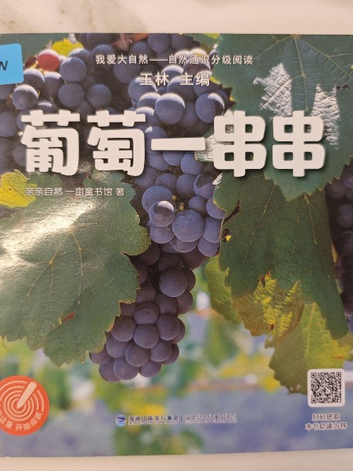 葡萄一串串