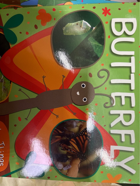Butterfly
