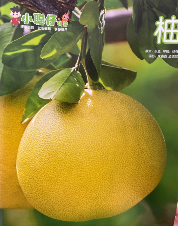 小聰仔科普版2025年7月柚
