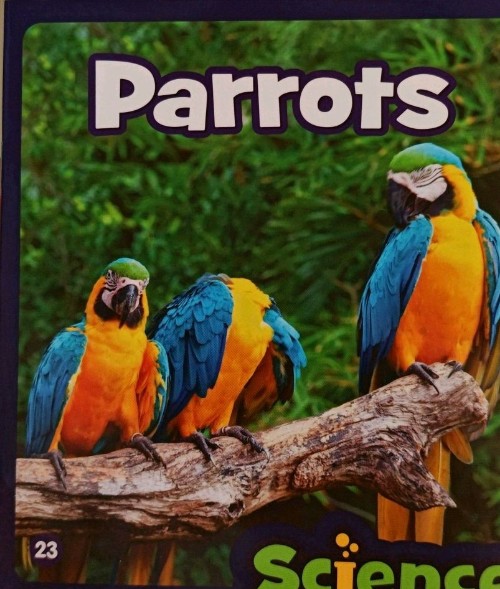 Parrots