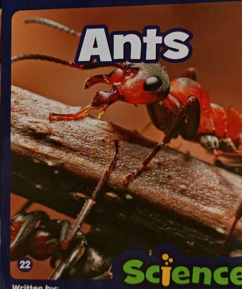 Ants