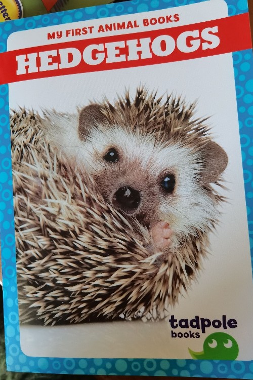 hedgehog