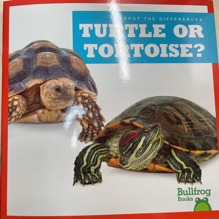 TURTLE OR TORTOISE