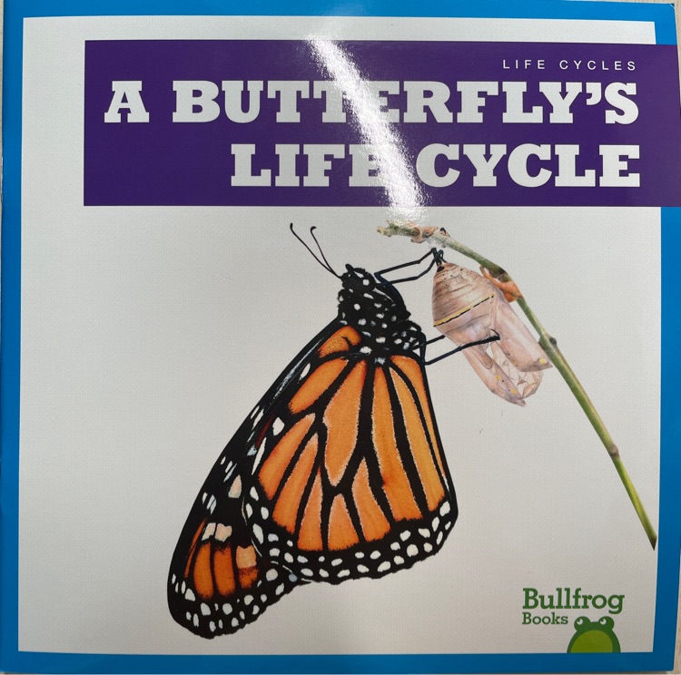 A BUTTERFLY'S LIFE CYCLE