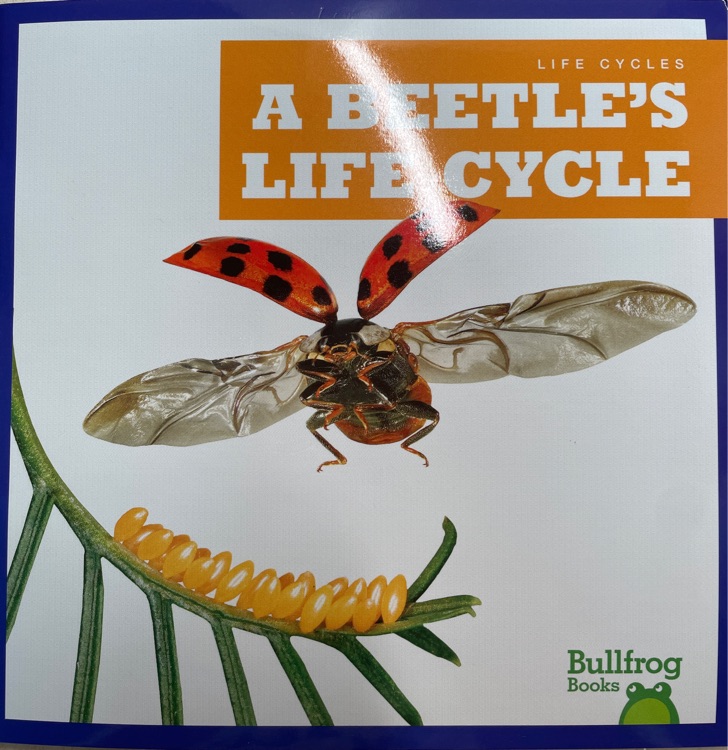 A BEETLE'S LIFE CYCLE