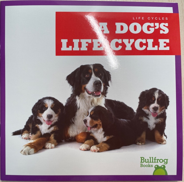 A DOG'S LIFE CYCLE