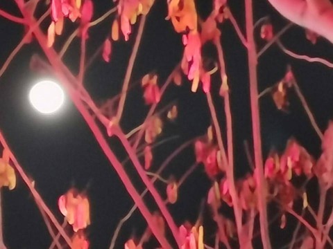 月上柳梢頭。