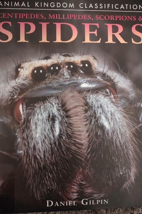 Animal kingdom classification spiders