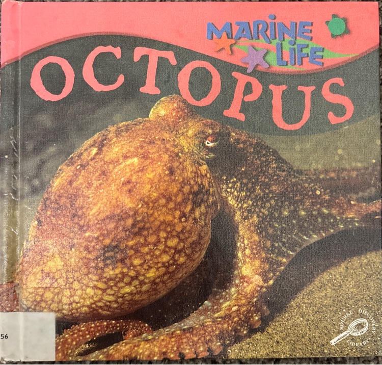 marine life octopus