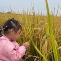 雅雅波特