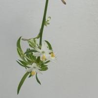 王梓陳
