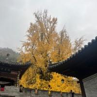 Wang 墩墩