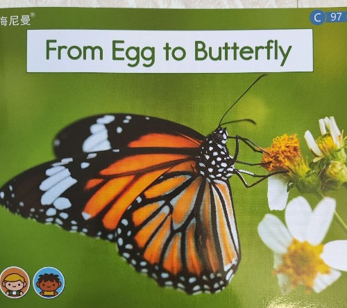 gk2-97 from egg to butterfly