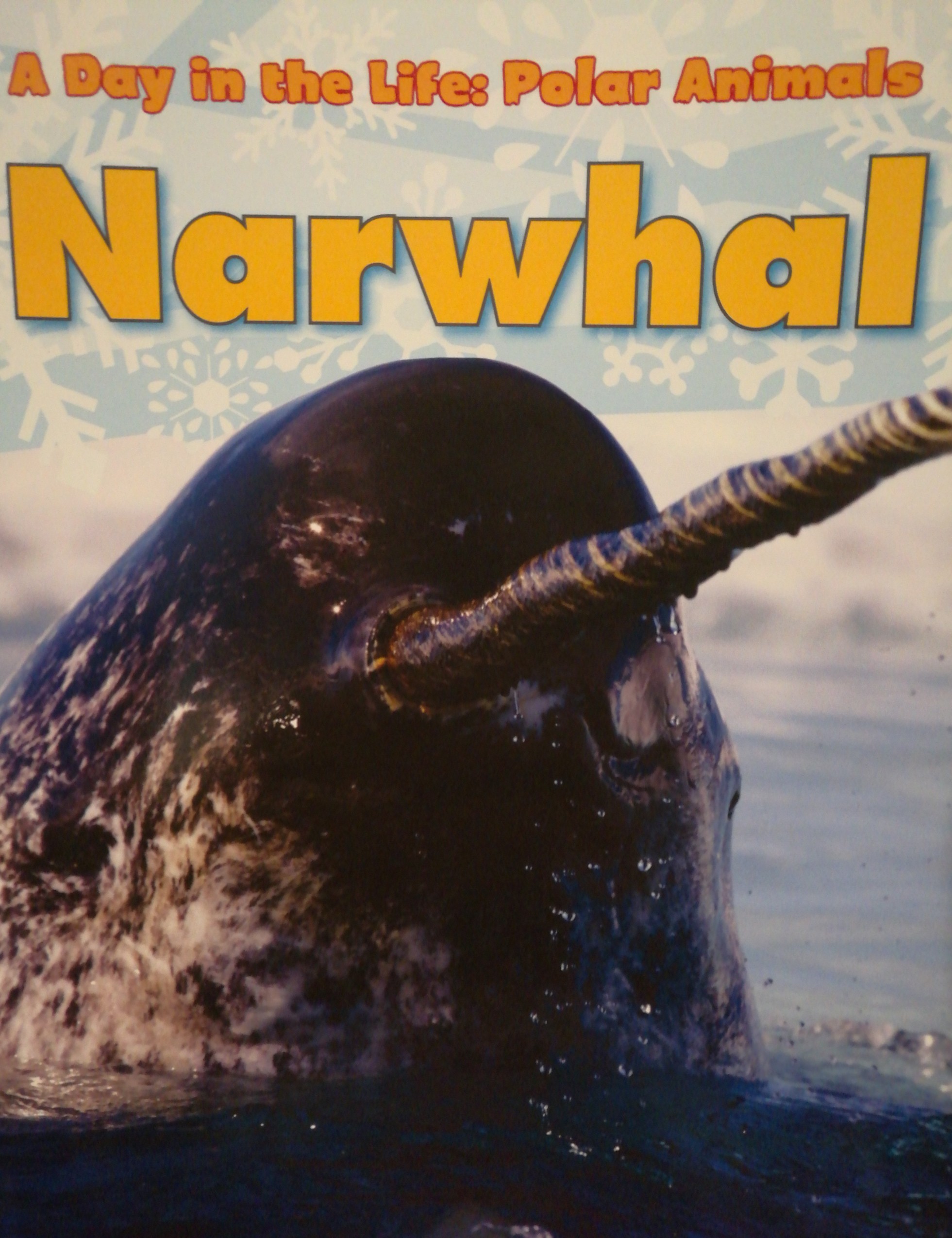 A Day in the Life: Polar Animals - Narwhal