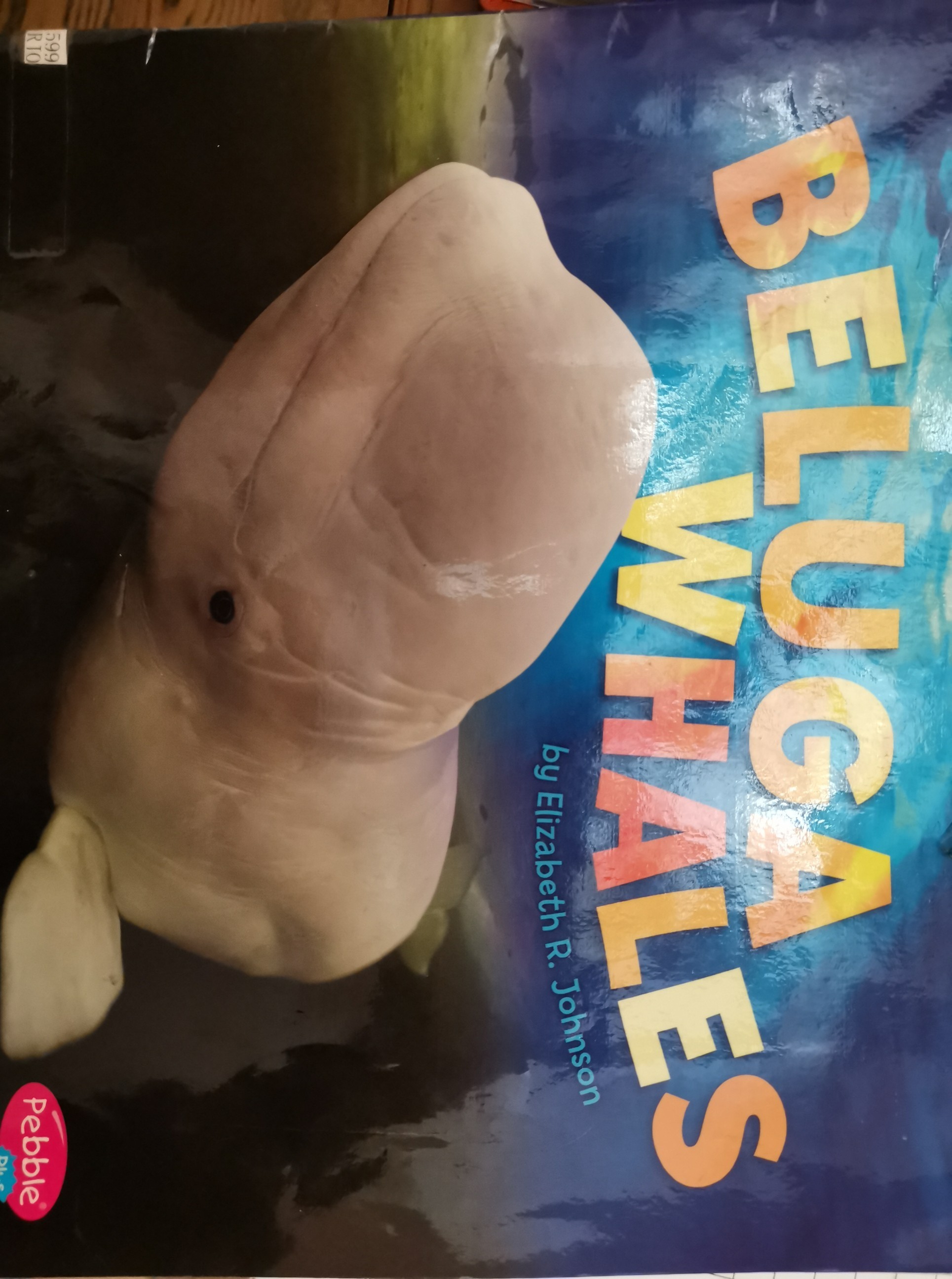 Beluga whales