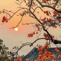 心想梓城