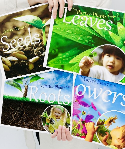 parts of plants seeds