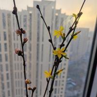 柠檬树12