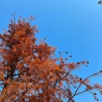 后后媽
