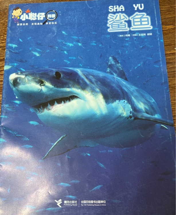 小聰仔 鯊魚