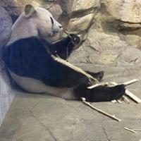 胡貝貝兒