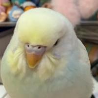 Sherry呀