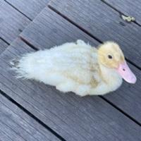 金城灣小黃鴨