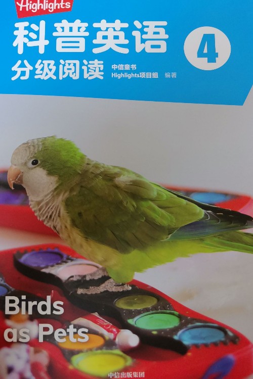 Birds as pets