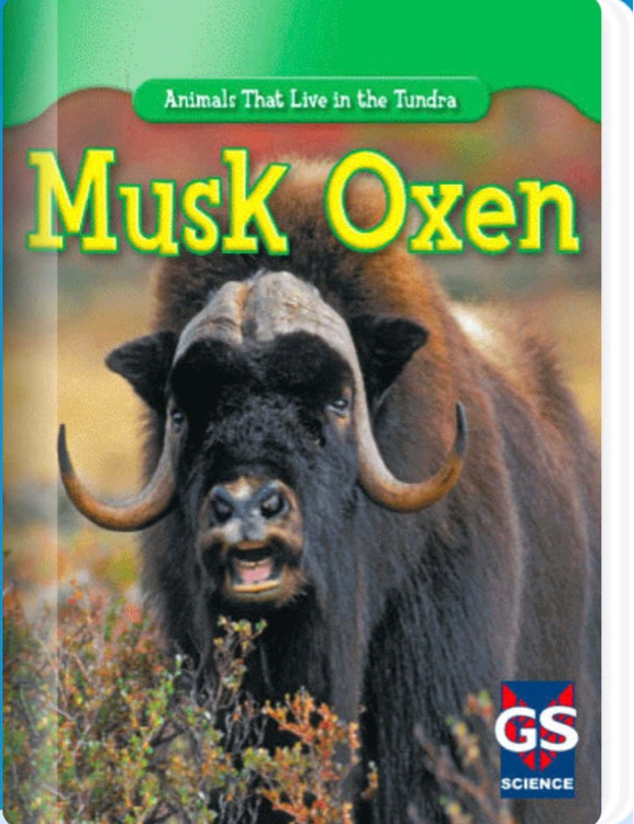 Musk Oxen