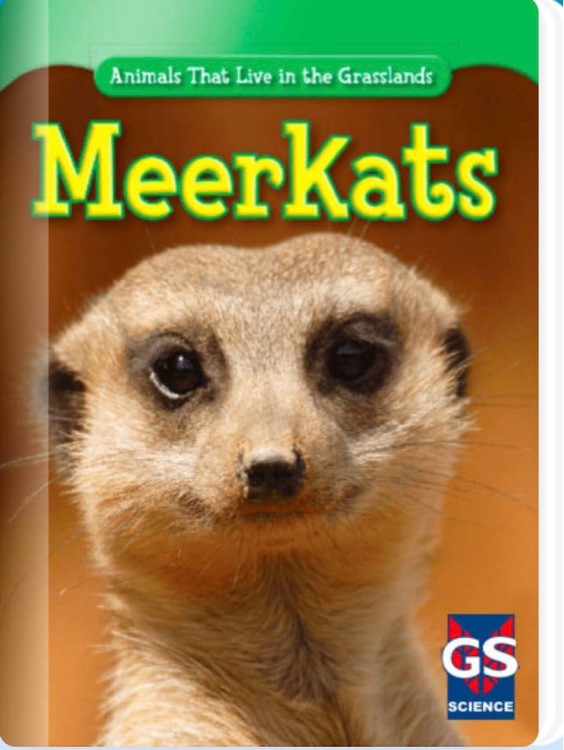 Meerkats