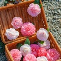 花枝枝