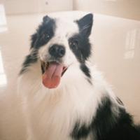 施只可愛熊