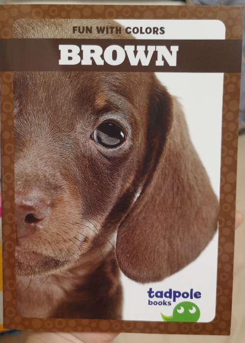 蝌蚪C brown