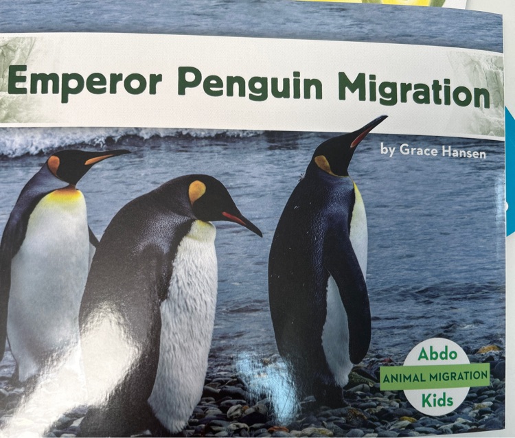 emperor penguin migration