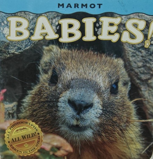 MARMOT BABIES