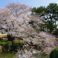 sakunokaolu