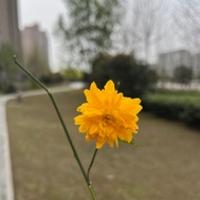 君子諾妍