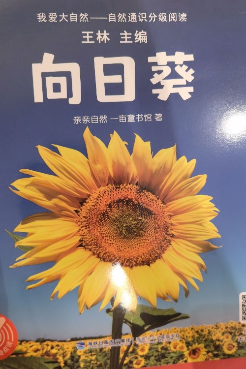 向日葵