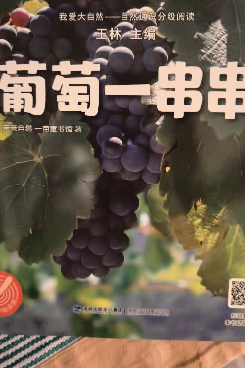 葡萄一串串