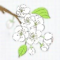 毛豆公主