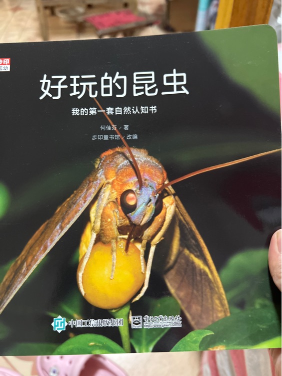 好玩的昆蟲