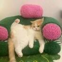 牛哞哞1038604028
