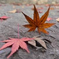 24珍珍