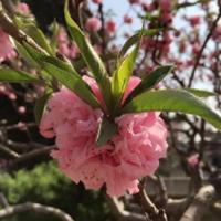 潔子