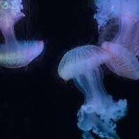 13579qq