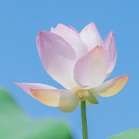 藍(lán)思莓