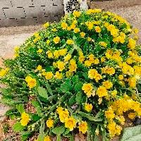 xing媽