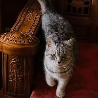 王煤煤